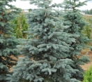´Thomsen´ Colorado Blue Spruce